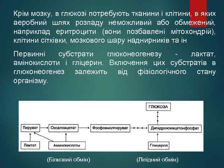 Крім мозку, в глюкозі потребують тканини і клітини, в яких аеробний шлях розпаду неможливий