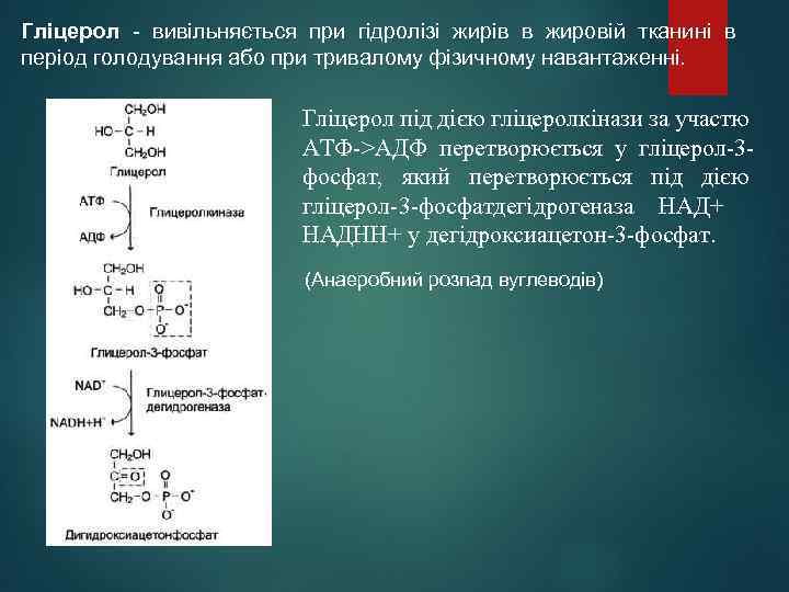 Гліцерол - вивільняється при гідролізі жирів в жировій тканині в період голодування або при