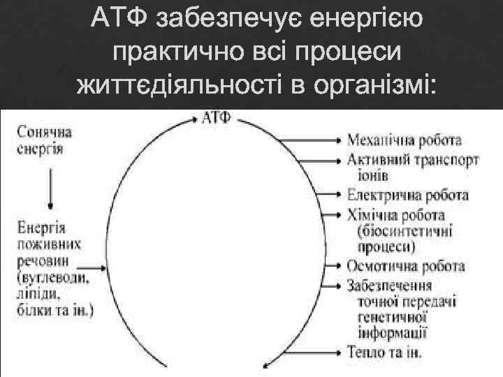 АТФ забезпечує енергією практично всі процеси життєдіяльності в організмі: 