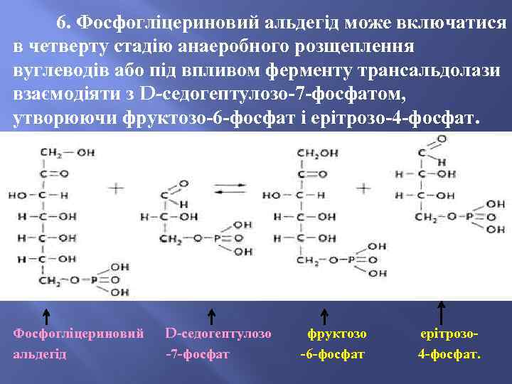 6. Фосфогліцериновий альдегід може включатися в четверту стадію анаеробного розщеплення вуглеводів або під впливом