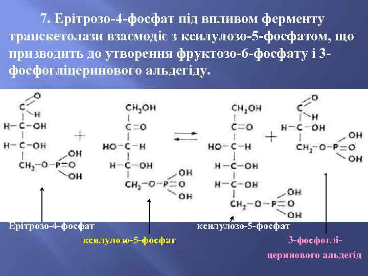 7. Ерітрозо-4 -фосфат під впливом ферменту транскетолази взаємодіє з ксилулозо-5 -фосфатом, що призводить до