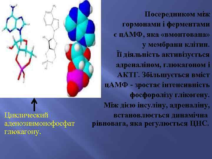 Циклический аденозинмонофосфат глюкагону. Посередником між гормонами і ферментами є ц. АМФ, яка «вмонтована» у