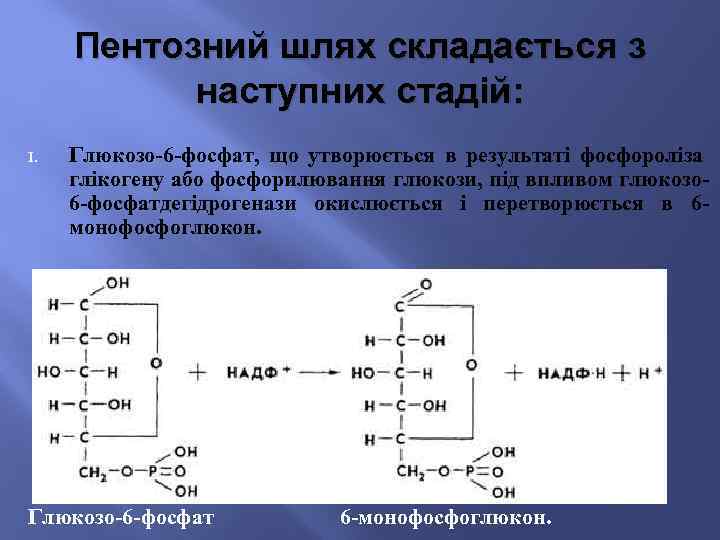 Пентозний шлях складається з наступних стадій: I. Глюкозо-6 -фосфат, що утворюється в результаті фосфороліза
