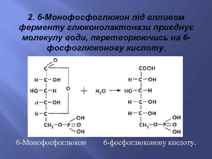 2. 6 -Монофосфоглюкон під впливом ферменту глюконолактонази приєднує молекулу води, перетворюючись на 6 фосфоглюконову