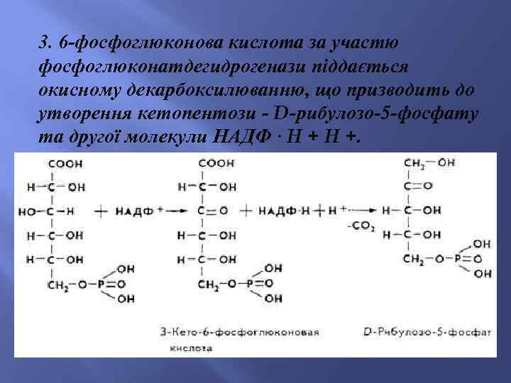 3. 6 -фосфоглюконова кислота за участю фосфоглюконатдегидрогенази піддається окисному декарбоксилюванню, що призводить до утворення