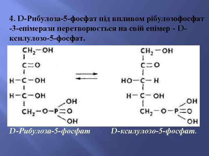 4. D-Рибулоза-5 -фосфат під впливом рібулозофосфат -3 -епімерази перетворюється на свій епімер - Dксилулозо-5