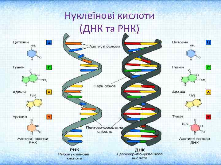 Нуклеїнові кислоти (ДНК та РНК) 