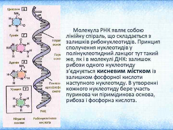 Молекула РНК являє собою лінійну спіраль, що складається з залишків рибонуклеотидів. Принцип сполучення нуклеотидів