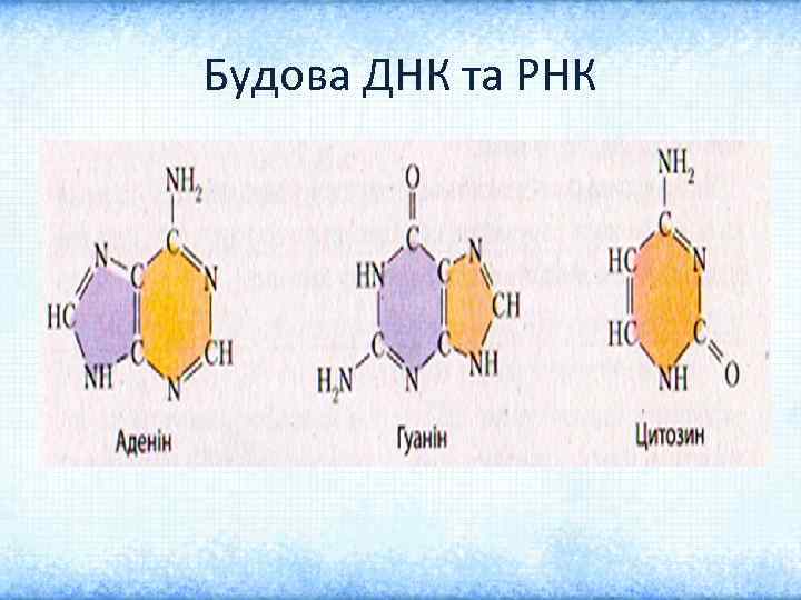 Будова ДНК та РНК 