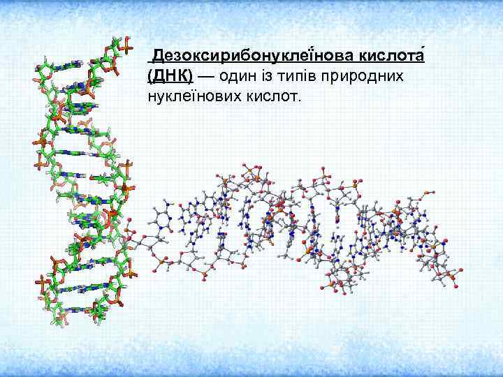 Дезоксирибонуклеї нова кислота (ДНК) — один із типів природних нуклеїнових кислот. 