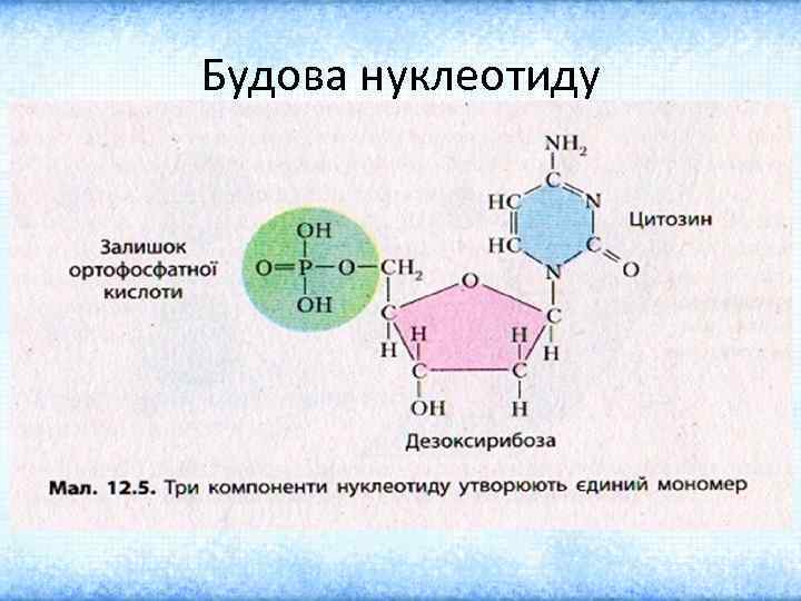 Будова нуклеотиду 