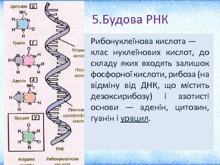 5. Будова РНК Рибонуклеїнова кислота — клас нуклеїнових кислот, до складу яких входять залишок
