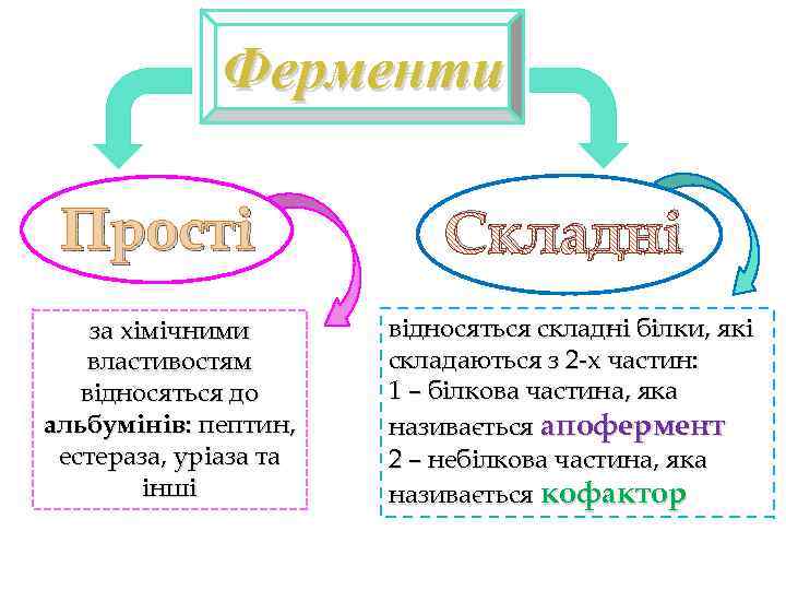 Ферменти Прості за хімічними властивостям відносяться до альбумінів: пептин, естераза, уріаза та інші Складні