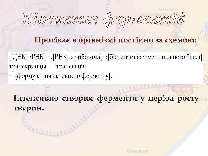 Біосинтез ферментів Протікає в організмі постійно за схемою: Інтенсивно створює ферменти у період росту