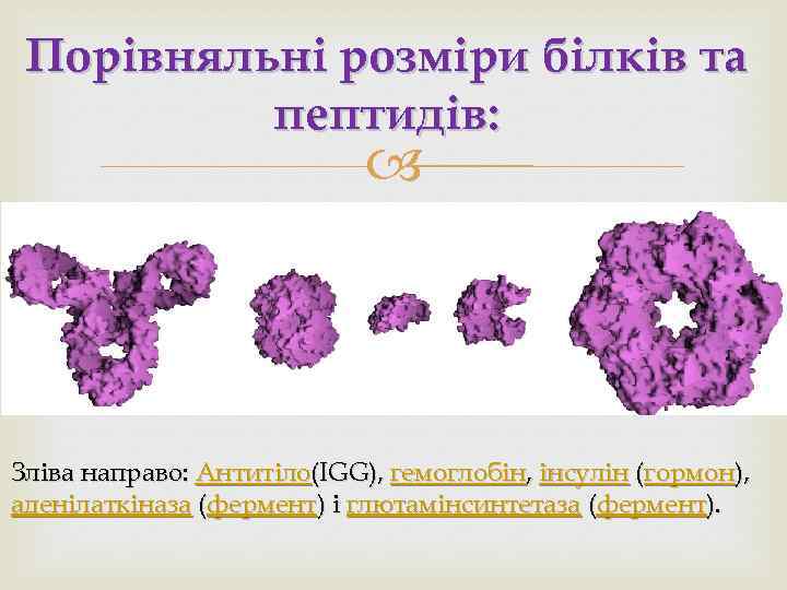 Порівняльні розміри білків та пептидів: Зліва направо: Антитіло(IGG), гемоглобін, інсулін (гормон), аденілаткіназа (фермент) і