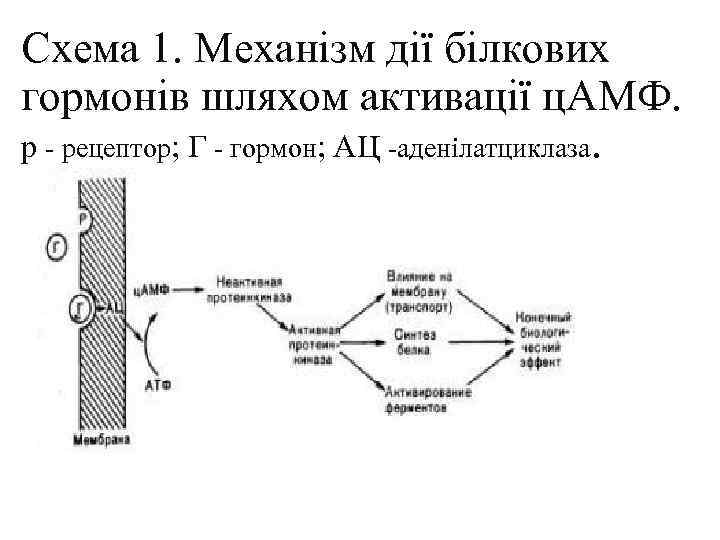 Схема 1. Механізм дії білкових гормонів шляхом активації ц. АМФ. р - рецептор; Г