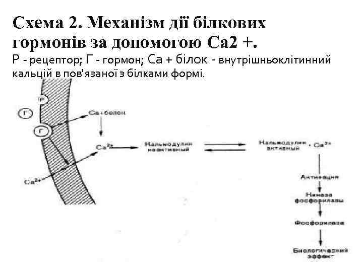 Схема 2. Механізм дії білкових гормонів за допомогою Са 2 +. Р - рецептор;