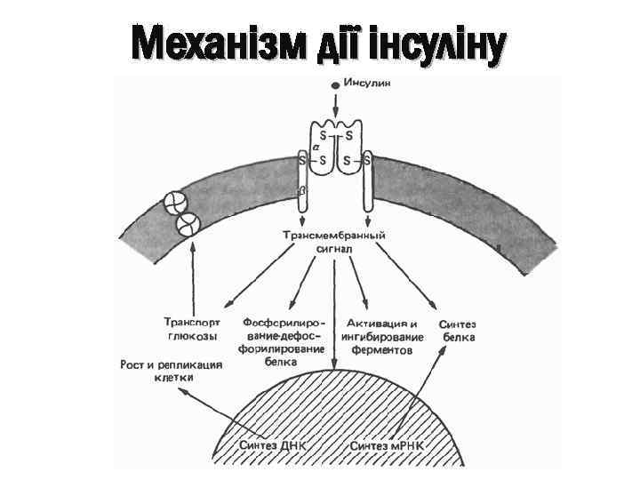 Механізм дії інсуліну 