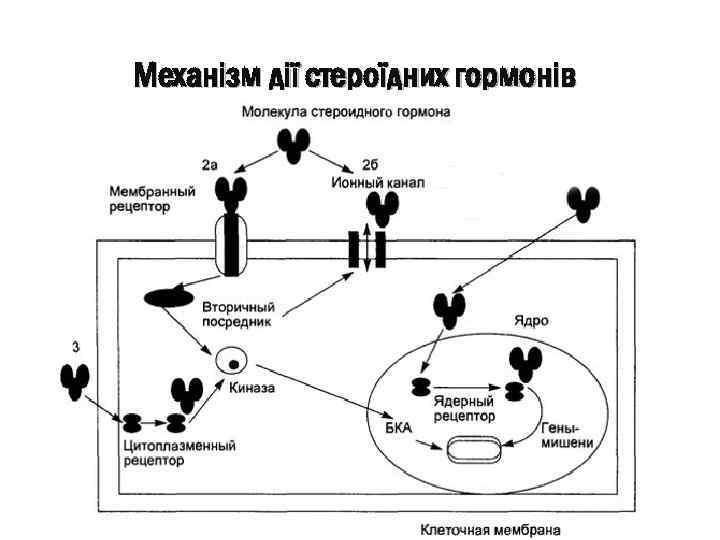 Механізм дії стероїдних гормонів 