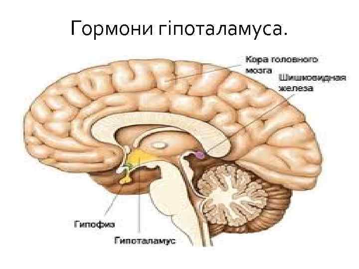 Гормони гіпоталамуса. 