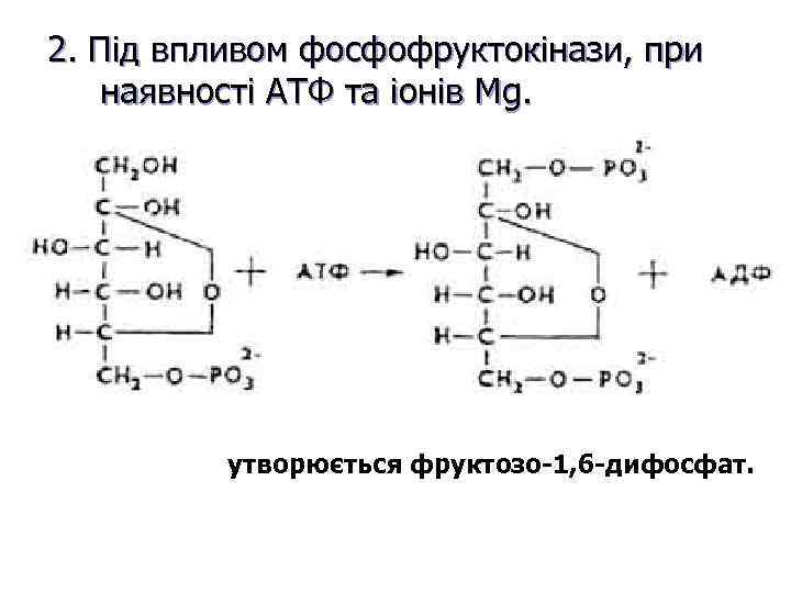 2. Під впливом фосфофруктокінази, при наявності АТФ та іонів Mg. утворюється фруктозо-1, 6 -дифосфат.