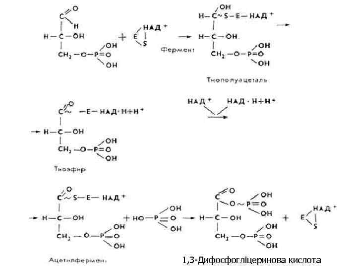 1, 3 -Дифосфогліцеринова кислота 