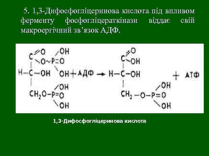 5. 1, 3 -Дифосфогліцеринова кислота під впливом ферменту фосфогліцераткінази віддає свій макроергічний зв’язок АДФ.