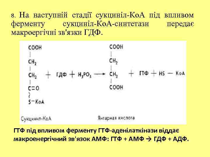 На наступній стадії сукциніл-Ко. А під впливом ферменту сукциніл-Ко. А-синтетази передає макроергічні зв'язки ГДФ.
