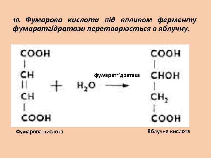 Фумарова кислота під впливом ферменту фумаратгідратази перетворюється в яблучну. 10. фумаратгідратаза Фумарова кислота Яблучна