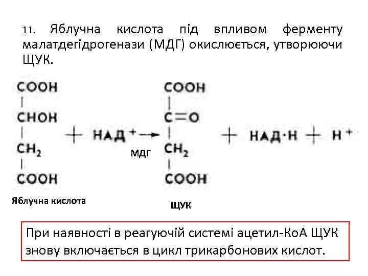 Яблучна кислота під впливом ферменту малатдегідрогенази (МДГ) окислюється, утворюючи ЩУК. 11. МДГ Яблучна кислота