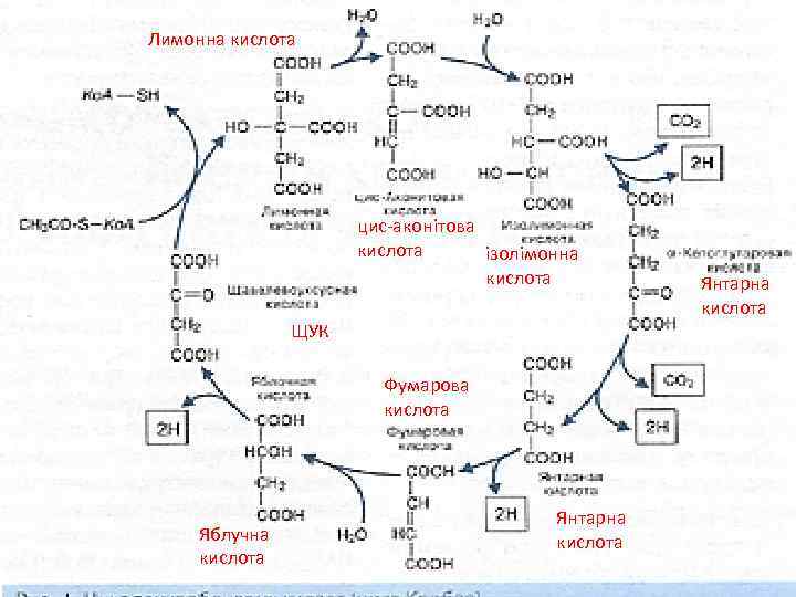 Лимонна кислота цис-аконітова кислота ізолімонна кислота ЩУК Фумарова кислота Яблучна кислота Янтарна кислота 