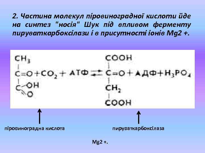 2. Частина молекул піровиноградної кислоти йде на синтез "носія" Шук під впливом ферменту пируваткарбоксілази
