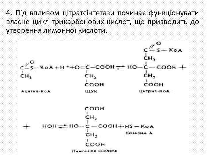 4. Під впливом цітратсінтетази починає функціонувати власне цикл трикарбонових кислот, що призводить до утворення