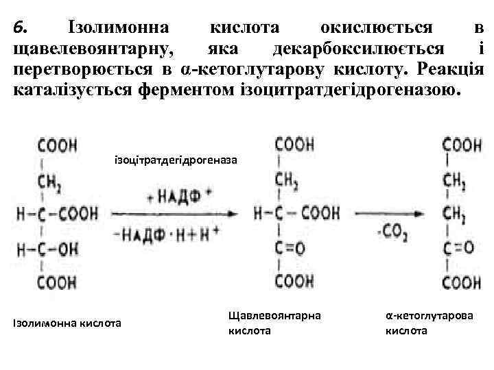 6. Ізолимонна кислота окислюється в щавелевоянтарну, яка декарбоксилюється і перетворюється в α-кетоглутарову кислоту. Реакція