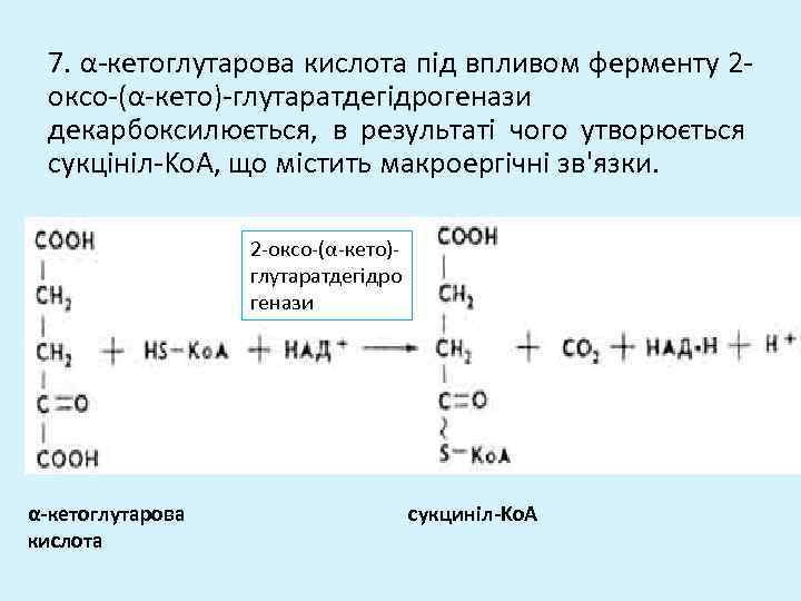 7. α-кетоглутарова кислота під впливом ферменту 2 оксо-(α-кето)-глутаратдегідрогенази декарбоксилюється, в результаті чого утворюється сукцініл-Ko.