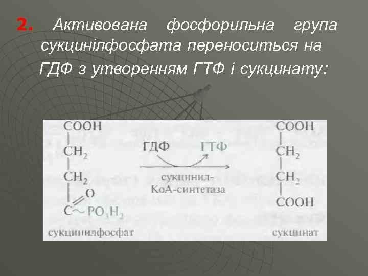 2. Активована фосфорильна група сукцинілфосфата переноситься на ГДФ з утворенням ГТФ і сукцинату: 