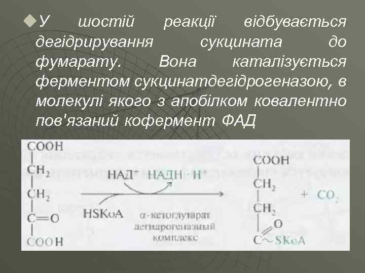 u. У шостій реакції відбувається дегідрирування сукцината до фумарату. Вона каталізується ферментом сукцинатдегідрогеназою, в
