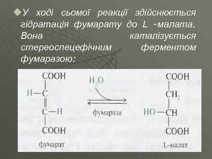 u. У ході сьомої реакції здійснюється гідратація фумарату до L -малата. Вона каталізується стереоспецефічним