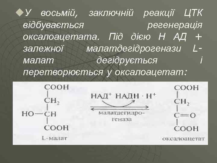 u. У восьмій, заключній реакції ЦТК відбувається регенерація оксалоацетата. Під дією Н АД +