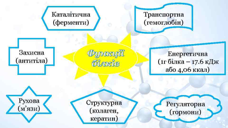 Каталітична (ферменти) Захисна (антитіла) (антитіла Рухова (м’язи) Функції білків Структурна (колаген, кератин) Транспортна (гемоглобін)