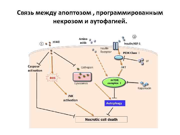 Связь между апоптозом , программированным некрозом и аутофагией. 