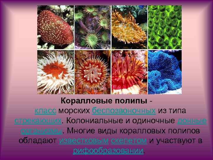 Колониальные коралловые полипы. Коралловые полипы одиночные и колониальные. Известковый скелет коралловых полипов. Колониальные коралловые полипы строение.