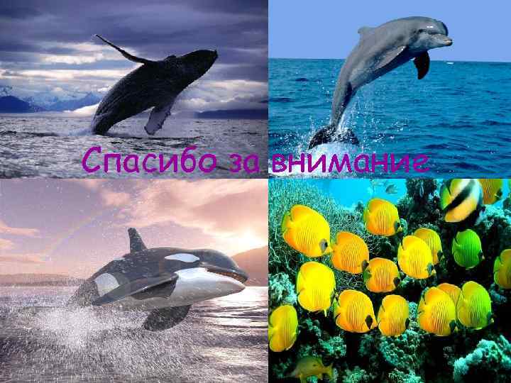 Спасибо за внимание 