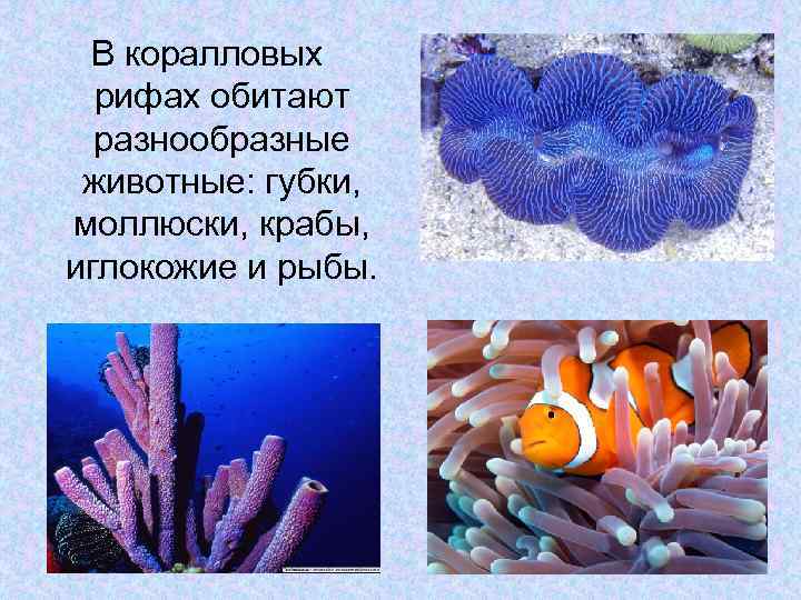 Сообщество кораллового рифа. Коралловое сообщество обитатели. Сообщество кораллового рифа обитатели. Какие животные обитают в коралловых рифах. Обитатели коралловых рифов информация.