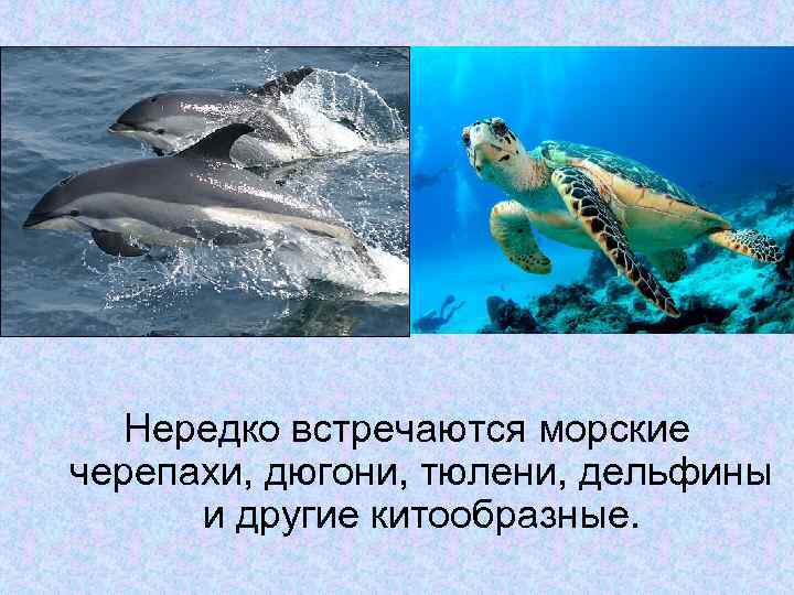 Нередко встречаются морские черепахи, дюгони, тюлени, дельфины и другие китообразные. 