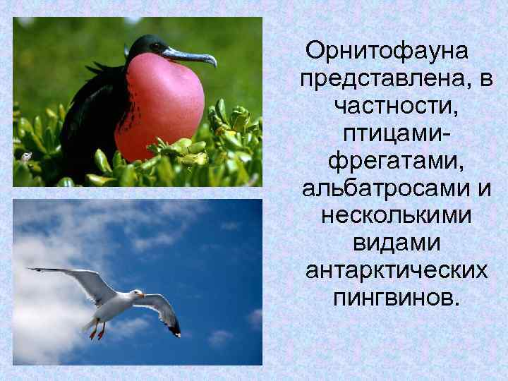Орнитофауна представлена, в частности, птицами фрегатами, альбатросами и несколькими видами антарктических пингвинов. 