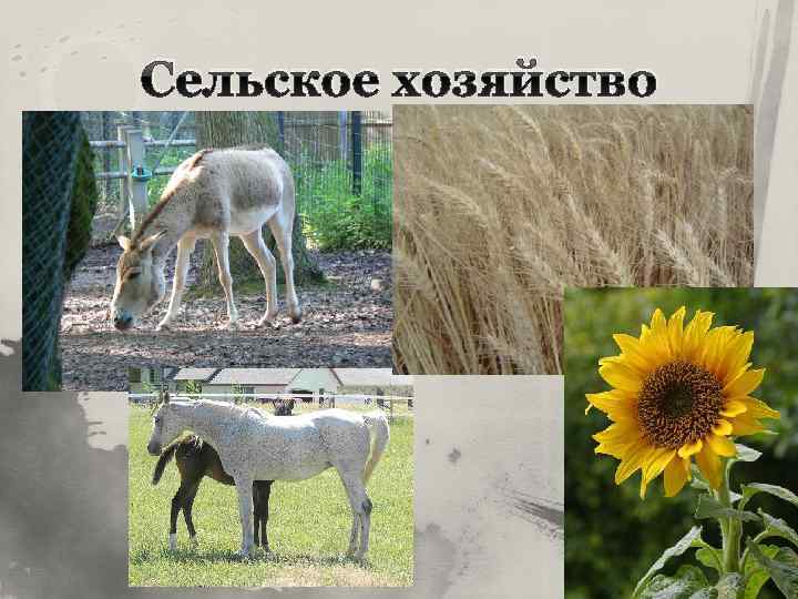 Сельское хозяйство 