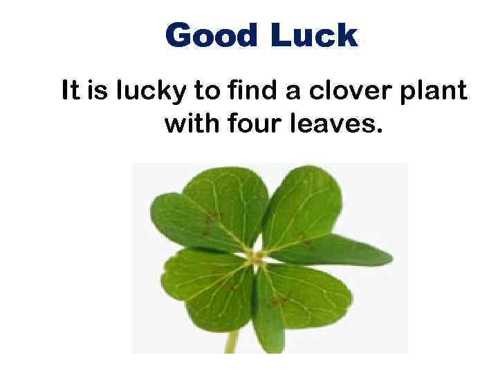 Good Luck It is lucky to find a clover plant with four leaves. 