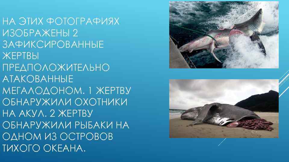 НА ЭТИХ ФОТОГРАФИЯХ ИЗОБРАЖЕНЫ 2 ЗАФИКСИРОВАННЫЕ ЖЕРТВЫ ПРЕДПОЛОЖИТЕЛЬНО АТАКОВАННЫЕ МЕГАЛОДОНОМ. 1 ЖЕРТВУ ОБНАРУЖИЛИ ОХОТНИКИ