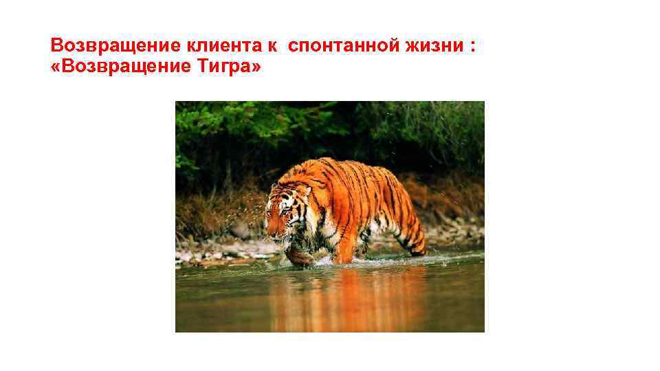 Возвращение клиента к спонтанной жизни : «Возвращение Тигра» 